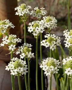 Ornithogalum saundersiae 22